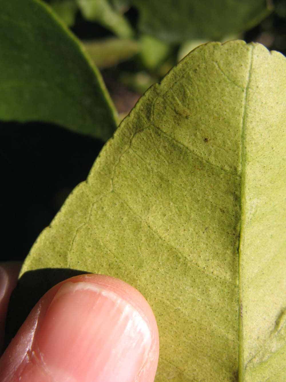              Margin (Winter Haven, FL)       